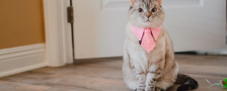 Meet Nala Cat: The Instagram Star With A Ton Of Fo - Tymoff